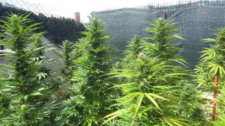 Encontraron plantas de marihuana en un allanamiento por robo
