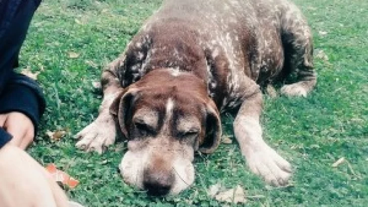 De la calle a la fama: Botella un perro callejero tendrá su monumento en tamaño real