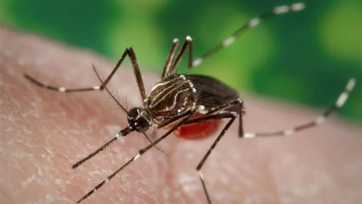 Ascienden a 44 los casos de Dengue en Santa Fe: Las precauciones