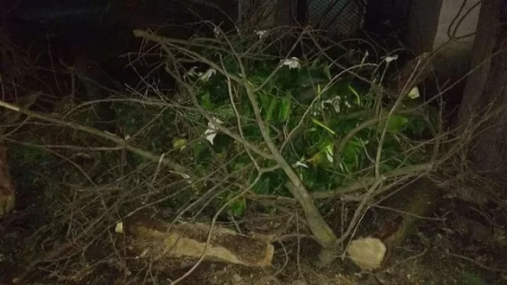 Árbol caído y descargo vecinal: “Me tocaron lo más sagrado”