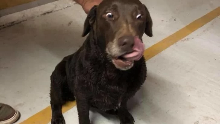 Bomberos rescataron una perrita de la barranca del Carcarañá