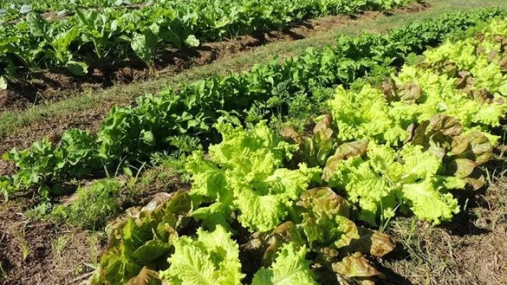 Exitosa jornada de huerta agroecológica en INTA Oliveros