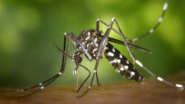 La provincia de Santa Fe superó los 5 mil casos de dengue