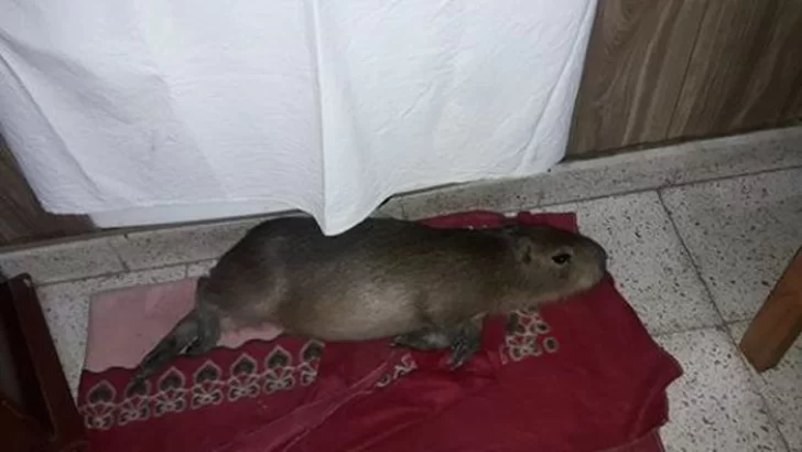 Buscan en Oliveros a Saray, una carpincho que fue rescatada de la quema en las islas