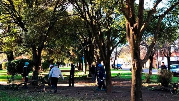 Realizaron importantes tareas de poda y tala de árboles secos