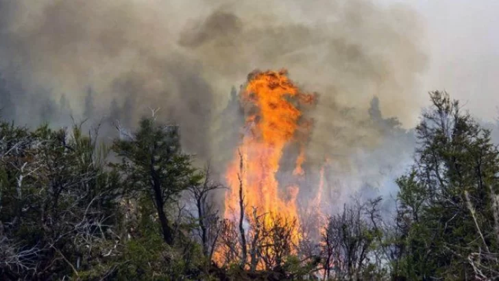 Importante incendio en una cava de escamonda comunal: Fue intencional
