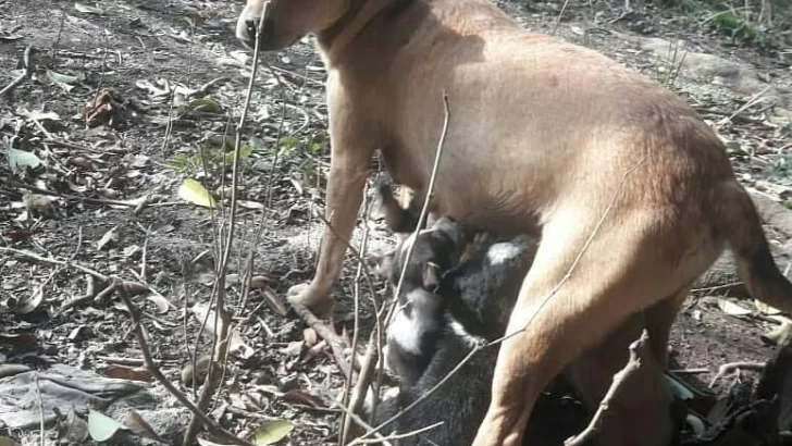 Final feliz: Los nueve perritos y la mamá fueron adoptados