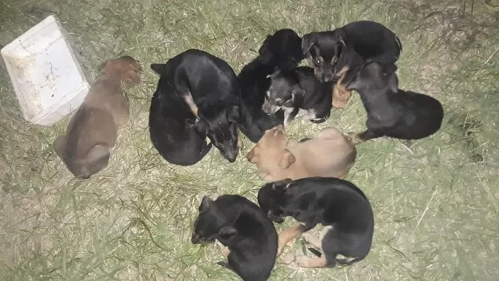 Urgente: Buscan hogar para doce perritos
