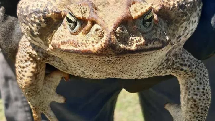 Una familia de la región encontró un impresionante sapo en su patio