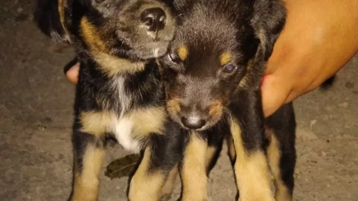 Dos cachorritos buscan un hogar responsable y con mucho amor