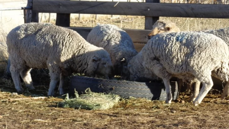 Abigeato en Puerto Aragón: Faenaron una oveja y sólo dejaron los rastros