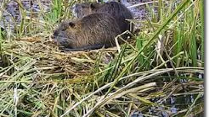 Por la crecida de los ríos, gran cantidad de animales silvestres llegaron a las zonas urbanas