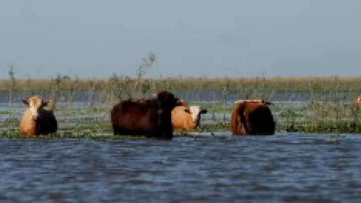 El plan de asistencia del gobierno a los productores para afrontar la emergencia hídrica