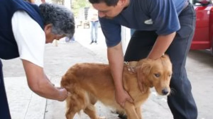 Pueblo Andino: Continuará la campaña de castración y vacunación antirrábica