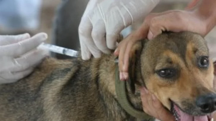 Campaña de vacunación animal: Día tres