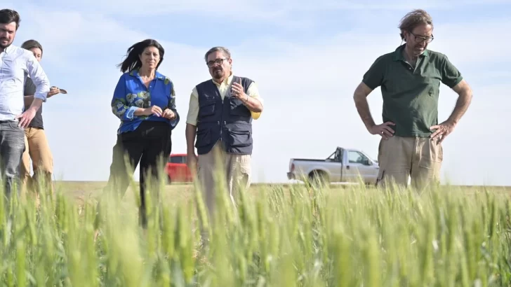 García pidió la Emergencia Agropecuaria frente a la sequía que pone en riesgo la cosecha de trigo