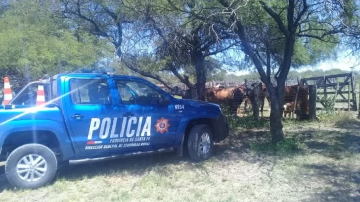 Abigeato en Monje: Ingresaron a un campo en la madrugada y faenaron cuatro vacas