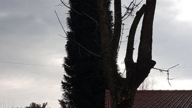 Finalmente bajó la gatita de la araucaria luego de trece días