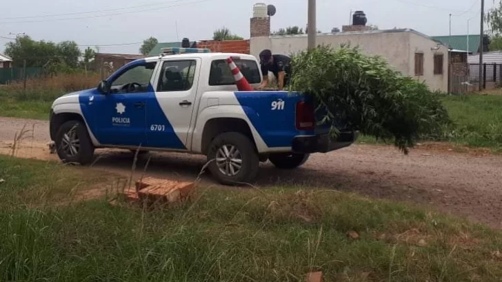 Secuestraron plantas de marihuana tras un allanamiento en Gaboto