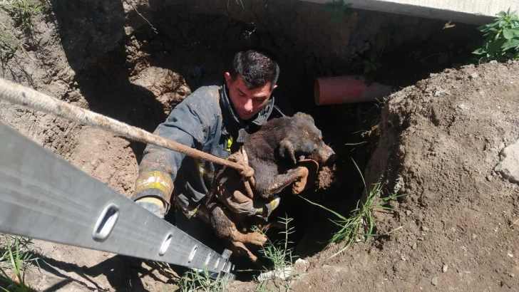 Un perro cayó a una fosa séptica y debió ser rescatado por bomberos