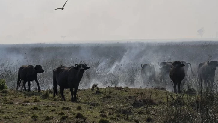 Maciel junta donaciones para los animales afectados en los incendios de Corrientes