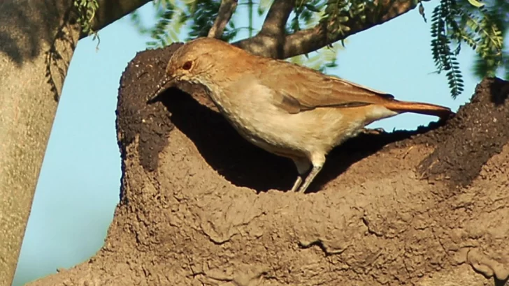 Para agendar: Invitan a una charla sobre la avifauna del departamento Iriondo