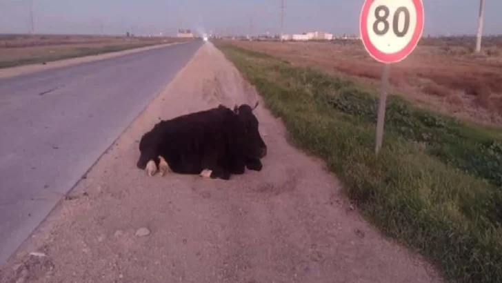 Una vaca cruzó ruta 11 en Oliveros y fue embestida por un camión