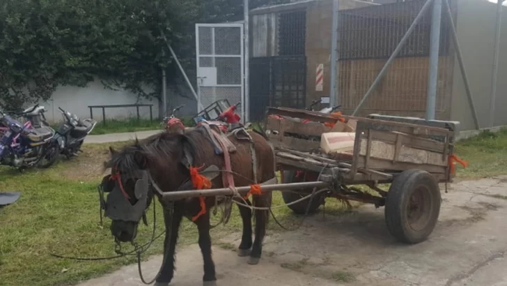 Cuatro jóvenes detenidos por maltrato animal