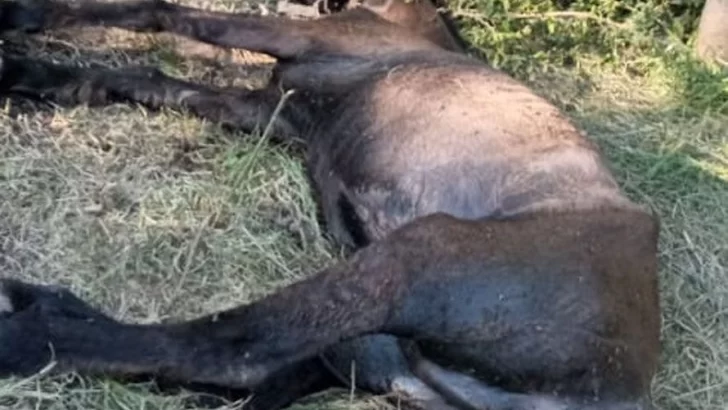 Aberrante: Piden ayuda para un caballo en muy mal estado en La Boca