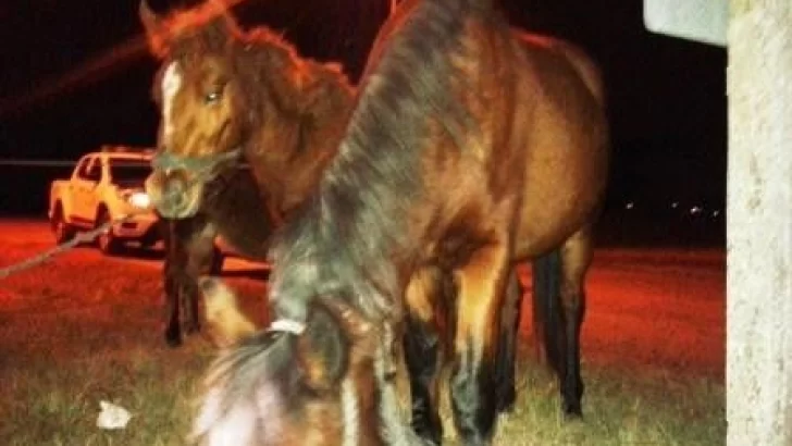 Oliveros: Otra vez animales sueltos sobre ruta 11