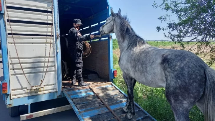 Secuestraron cinco caballos sueltos en la autopista, entre Aldao y Rosario