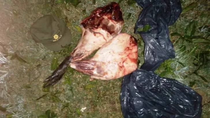 Los Pumas sancionaron a un cazador con 20 kg de carpincho