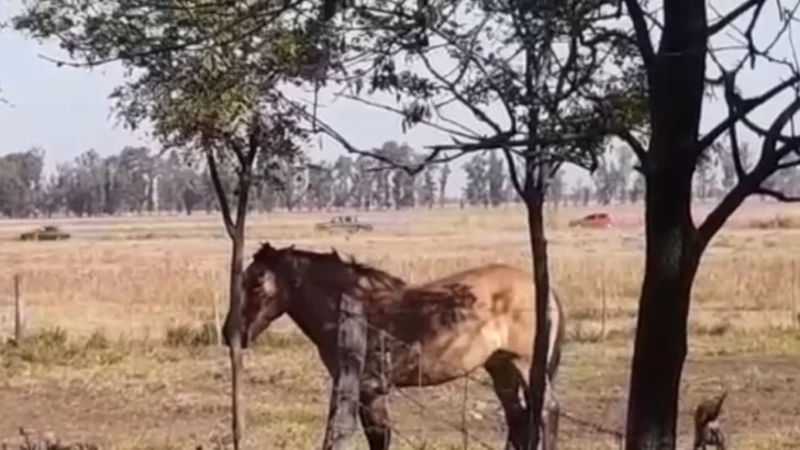 Almuerzo familiar en el campo terminó con fugas y 13 detenidos