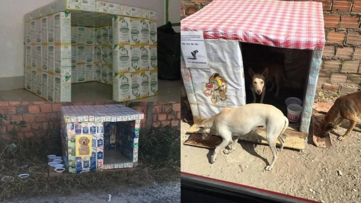 Amor perruno: Juntan cajas de leche para construir cuchas para los callejeritos