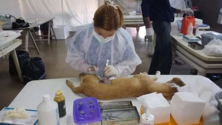 Jornada de castración: “Agradecemos el compromiso con la salud de las mascotas”
