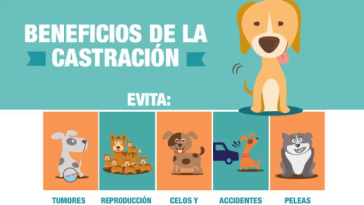 Hoy se suspendió la castración a mascotas: será el miércoles
