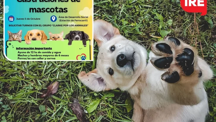 Nueva campaña de castración gratuita para mascotas en Carrizales