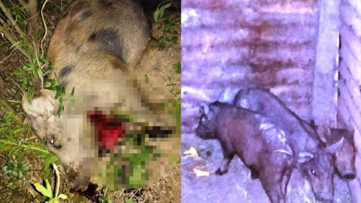Decomisaron chanchos salvajes y sancionaron a un hombre en Gaboto
