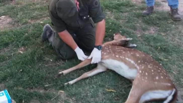 Encontraron un ciervo muerto en Díaz: Habría huído de las quemas