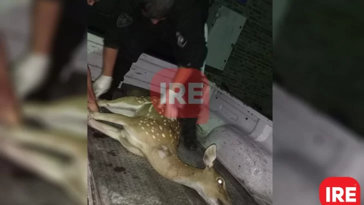 Un ciervo sorprendió en San Lorenzo y fue rescatado por la Policía