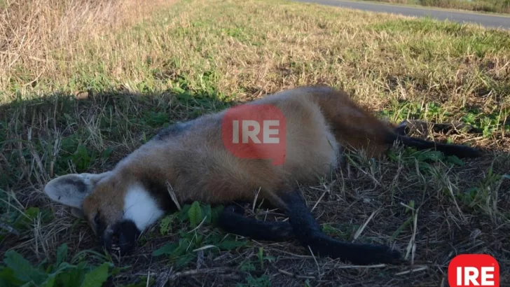 Encontraron otro aguará guazú atropellado a la vera de la 65, cerca de Díaz