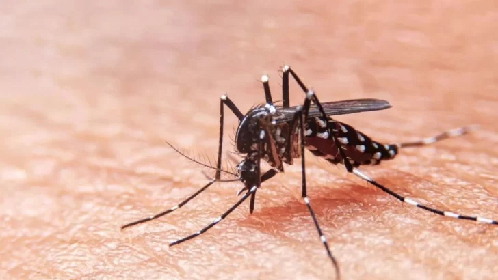 Santa Fe casi duplicó los casos de dengue en una semana