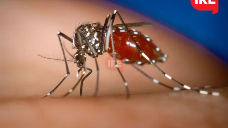 Ya suman 9.000 los casos de dengue en Santa Fe y hay zonas de circulación viral