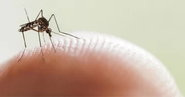 ¡No bajes la guardia! Hay invasión de mosquitos más grandes y resistentes al frío