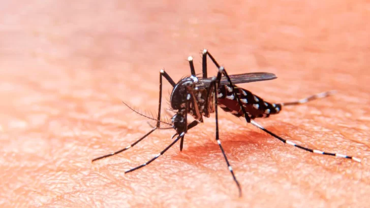Trabajan en un posible caso autóctono de dengue en Coronda