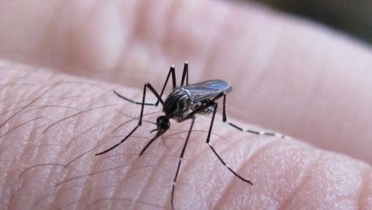 Confirmaron el primer caso positivo de dengue en Maciel y se activó el protocolo