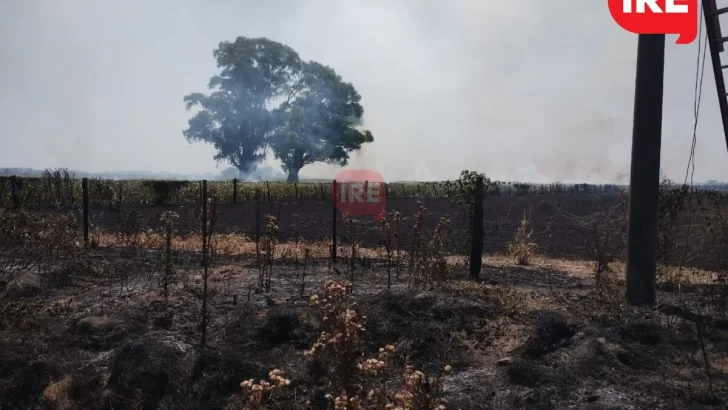 Un cable de la EPE generó un incendio de proporciones en el área rural de Monje