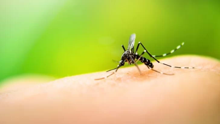 Con 5.098 casos, Santa Fe dio por finalizada la temporada de dengue