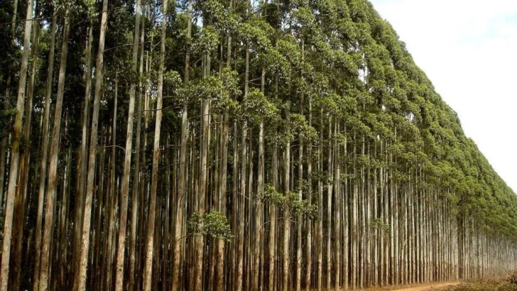 Los Eucaliptus del país se encuentran amenazados por una plaga