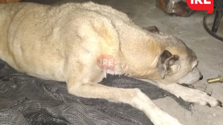 Chocaron a Flaca, una perrita comunitaria del Fonavi y juntan fondos para operarla